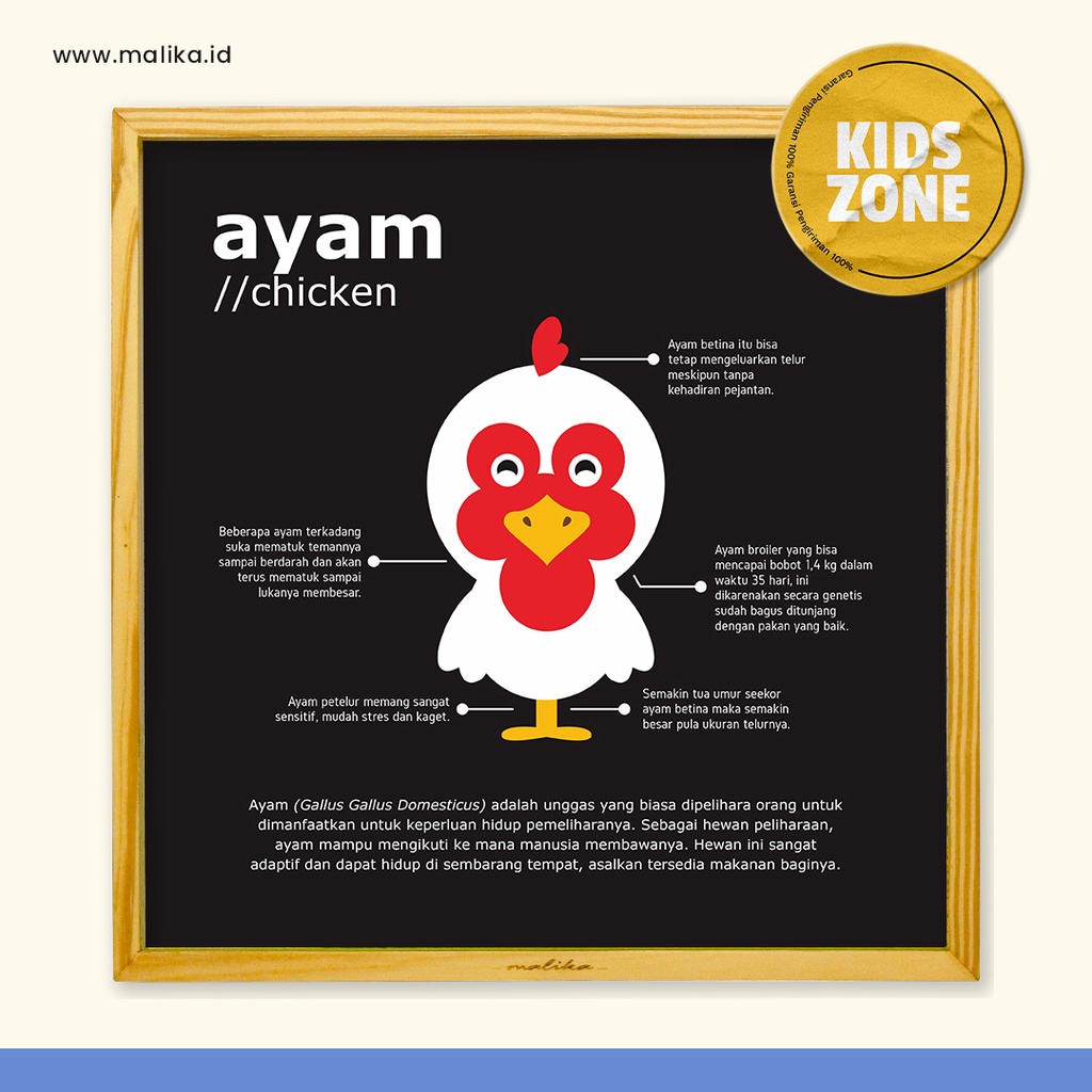 Hiasan Dinding Anak Infografis Hewan Ayam