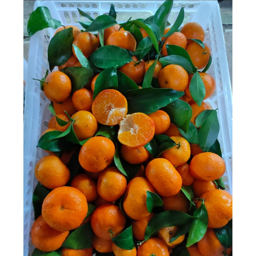 

Jeruk Shantang daun