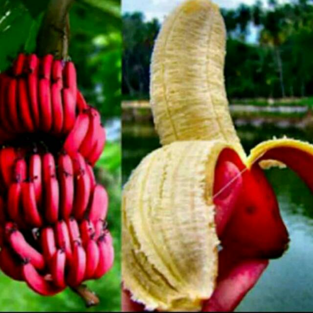 BIBIT BUAH PISANG MERAH ASLI