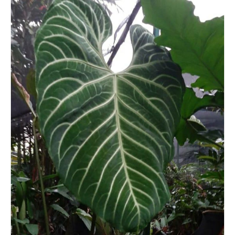 Anthurium regale