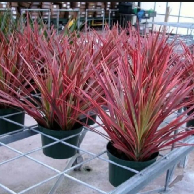 tanaman hiyas dracaena tricolor tanamah hiyas indoor