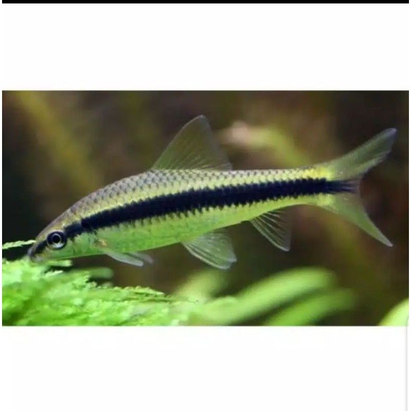 Ikan Hias Pembersih Alga Sae Siamese Alga Eater