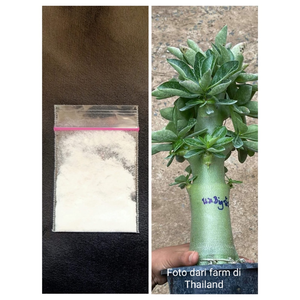 Obat Peninggi Adenium Rocket Style Tower Style