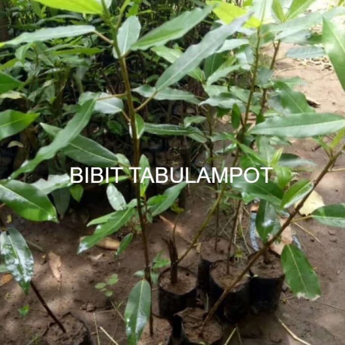 Bibit Loa Pohon Loa Tanaman Loa Untuk Grafting Pohon Tin Ficus