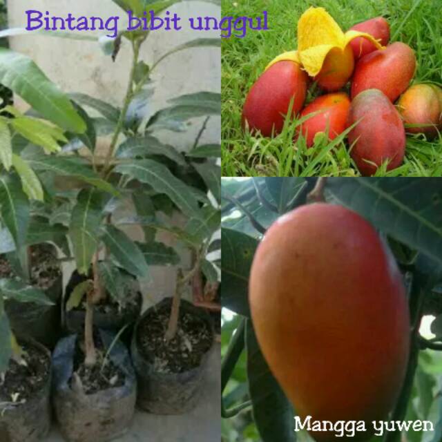 Bibit mangga yuwen
