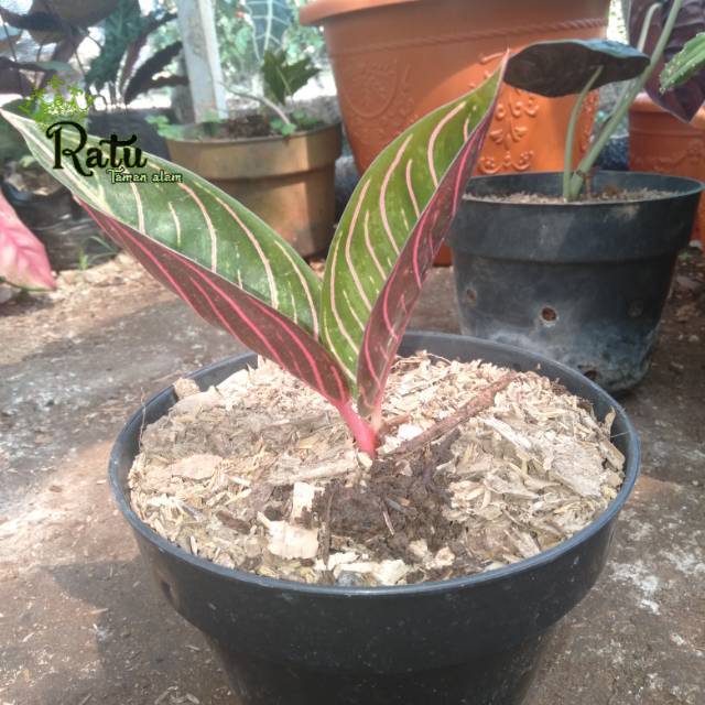 Tanaman hias aglonema RED SUMATRA 2 daun + pot
