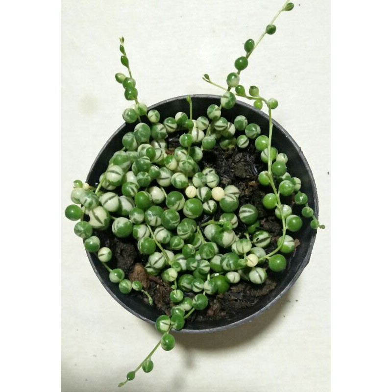 Sukulen String Of Pearl