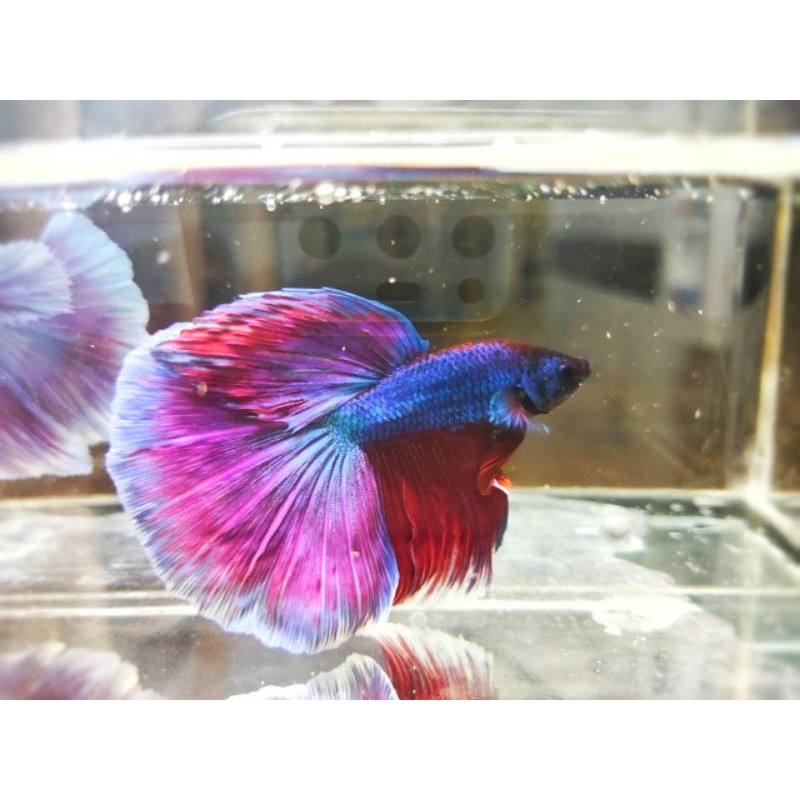 Ikan Cupang Halfmoon Lavender 1 Pasang