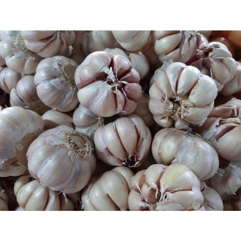 

Bawang Putih