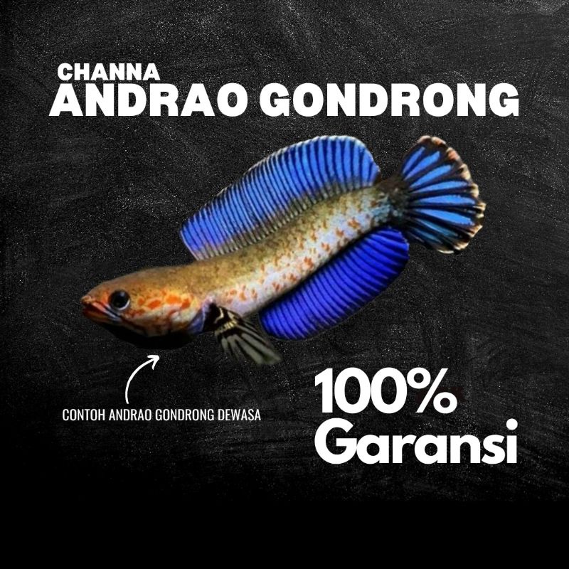 Channa Andrao Genetik Gondrong Pilihan/Berkualitas Channa