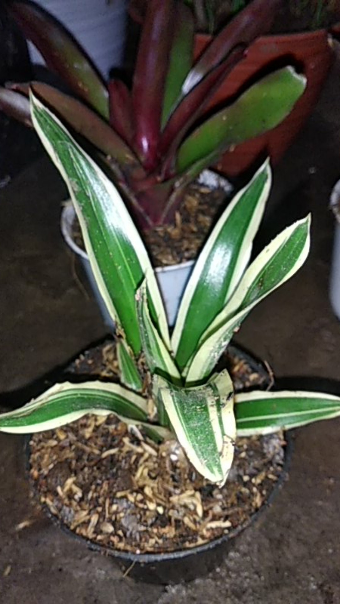 Tanaman Hias Aechmea Gamosepala/bromelia Jagung/bromelia Putih Varigata