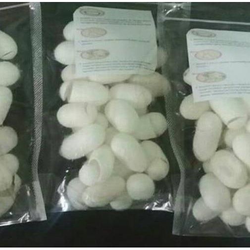 Cocoons silkworm paket 30pcs grade super / kepompong ulat sutra / kepompong ulat sutera