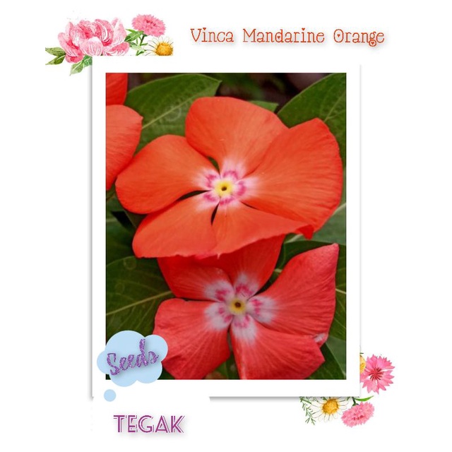 Biji - Benih Seed Bunga Vinca Mandarin Orange