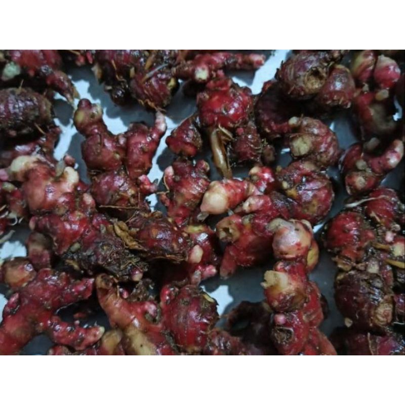 

Termurah (COD) 1KG JAHE MERAH MEDAN BERSIH TANPA TANAH ATAU KOTOR / JAHE MEDAN FRESH TUA FULL
