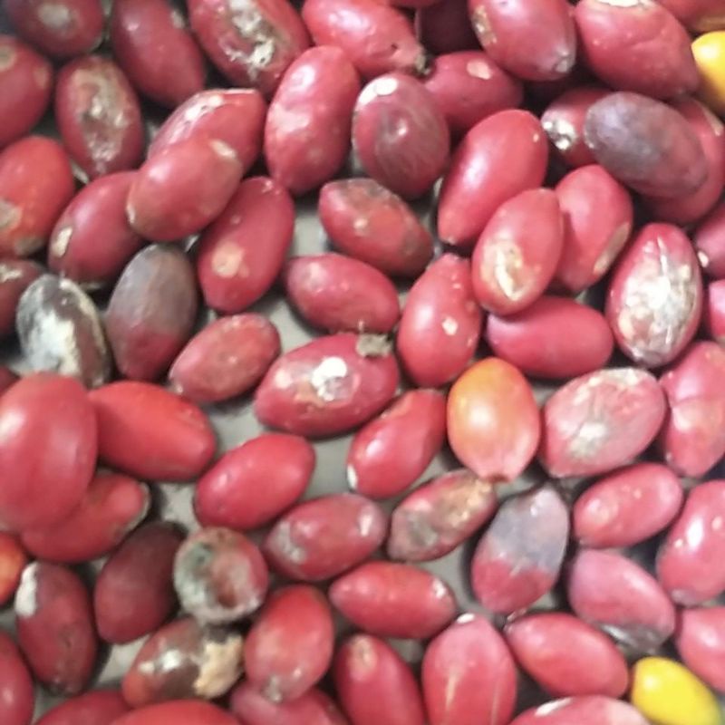 

Sayur Biji Belinjo Melinjo Bago segar