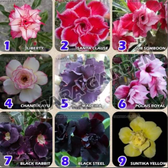 New Paket 20 Jenis Tanaman Adenium Bunga Tumpuk Tanaman Hias Kamboja Adenium Tumpuk Shopee Indonesia