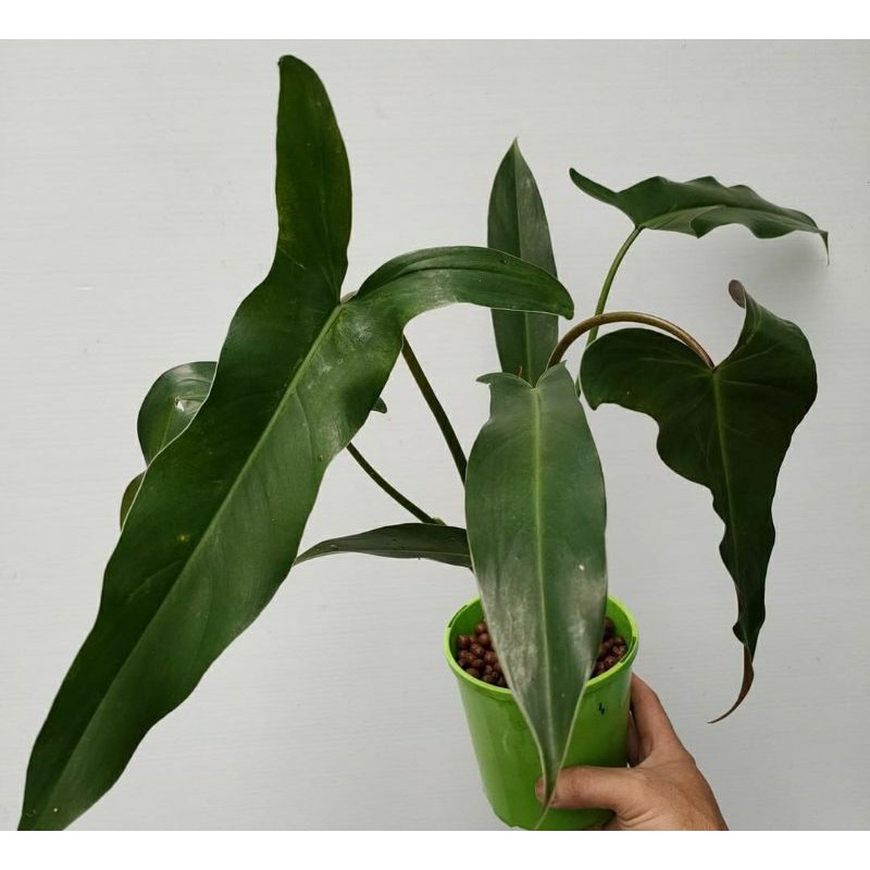 philo mexicanum / philodendron maxicanum