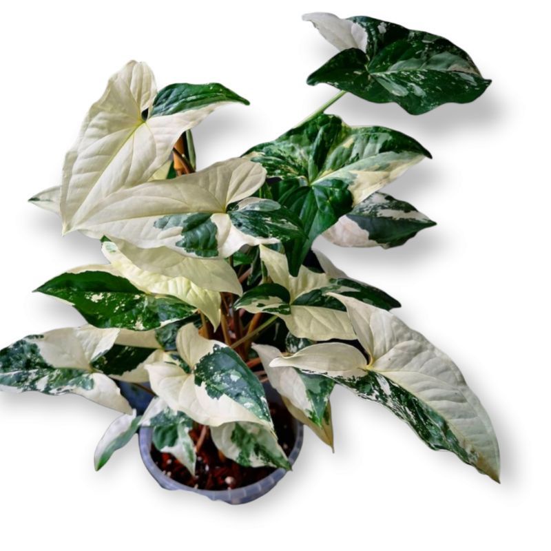 Jual Promo Tanaman Hias Syngonium Variegata Putih Tanaman Hias Singonium Import Variegata