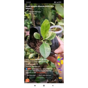 Pesanan kak ankes.ngw Homalomena 20rb+rumput var 25rb+three king 35rb+Scindapsus dark form 20rb+2 ex