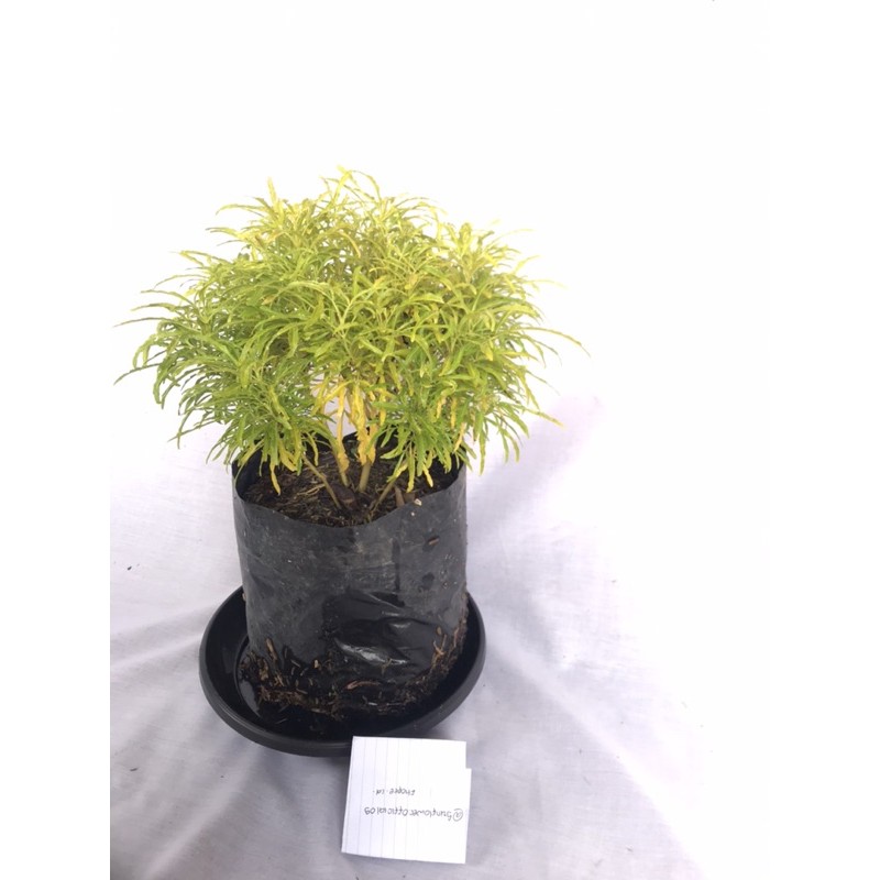 Bunga brokoli kuning