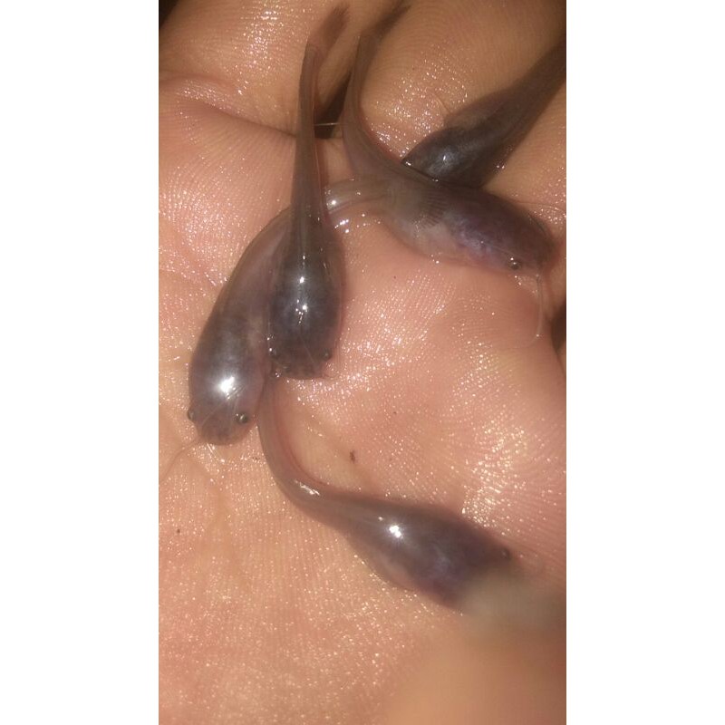 

lelesangkuriangmutiara