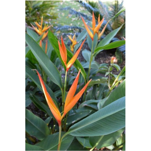 Jual Tanaman Hias Heliconia Pisang Pisangan Shopee Indonesia