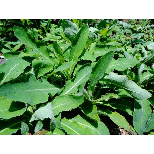 

Daun Tempuyng Segar 1kg