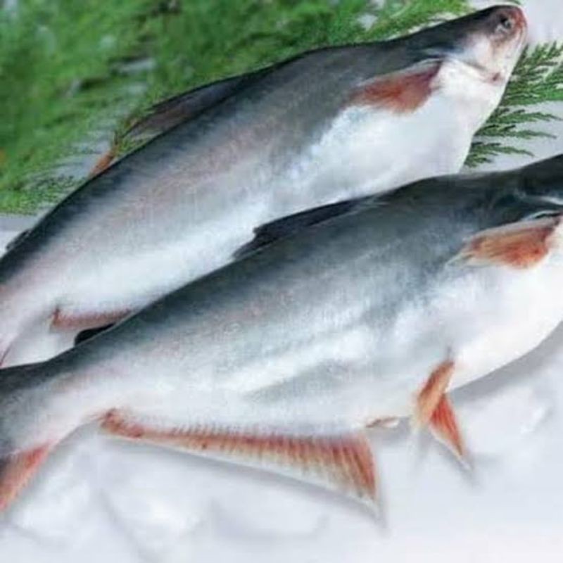 

ikan patin segar berkualitas - 1 kilogram