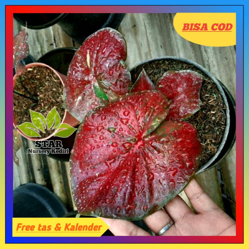 CALADIUM RED STURDUST / CALADIUM MURAH