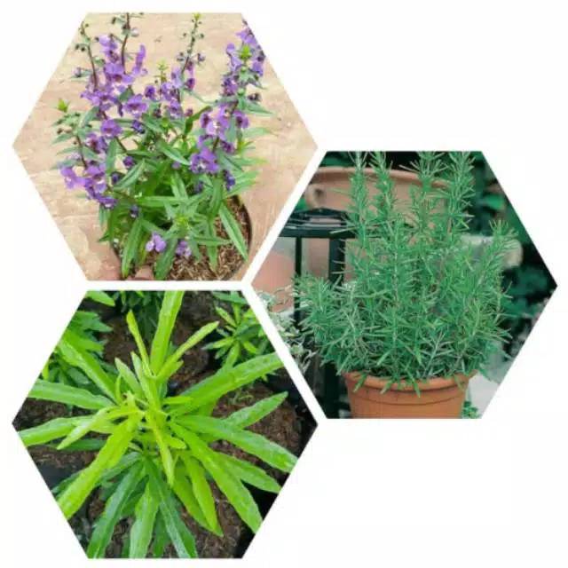 paket 3 tanaman pengusir nyamuk rossemary - zodiak - lavender - tanaman hias hidup - bunga hias - bu