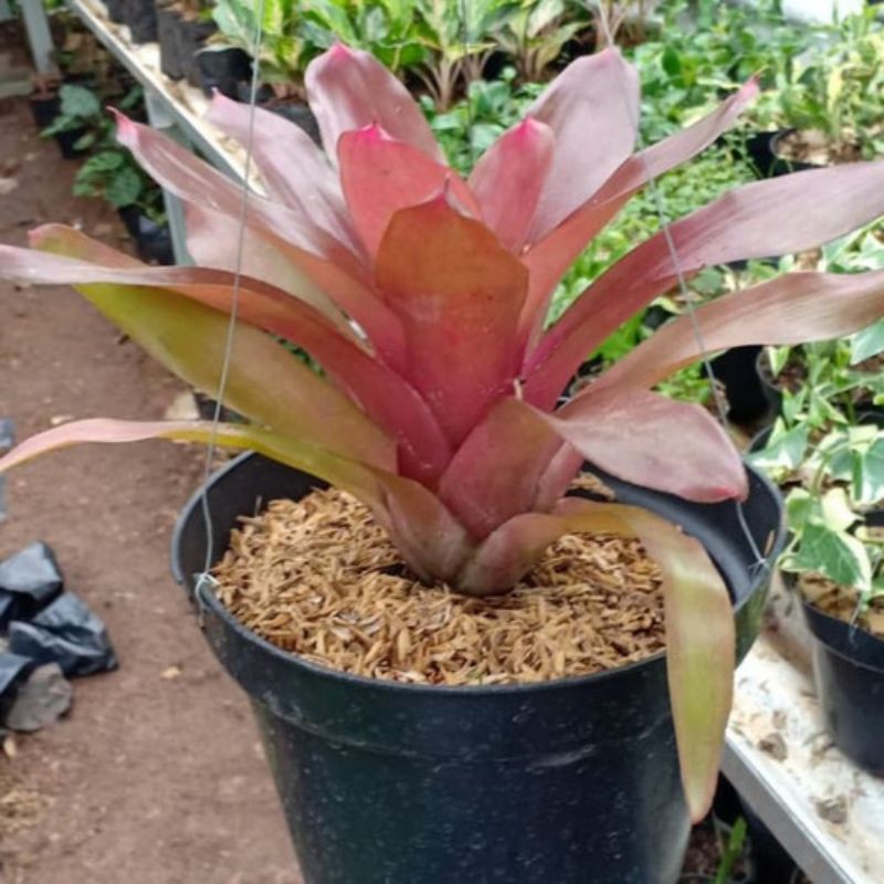 tanaman hias bromelia merah - pohon bromelia merah - tanaman hias taman - nanas nanasan