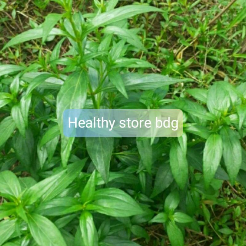 

Daun Sambiloto segar per 100 gram