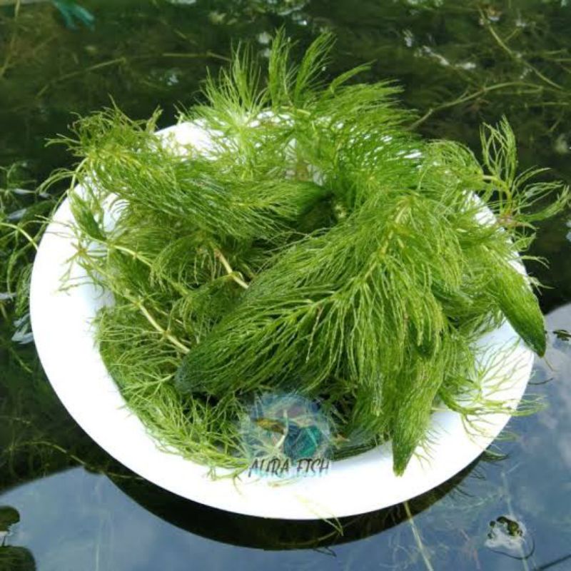 Ganggang / ganggang ekor tupai