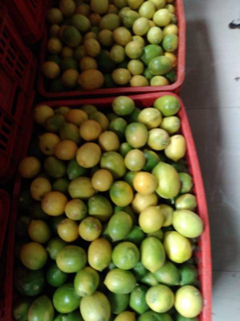 

Jeruk lemon 1kg