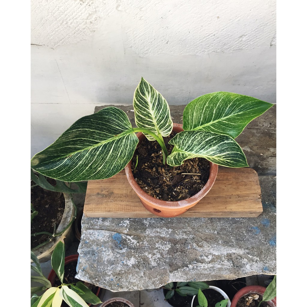 Philodendron Birkin Variegata