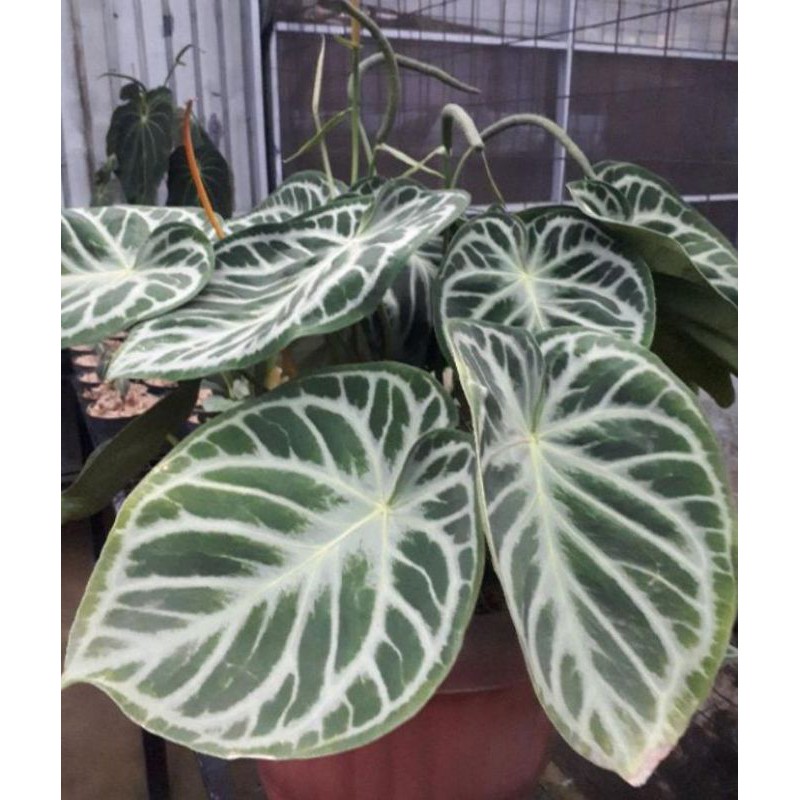 tanaman hias kuping gajah dorayaki / bibit kuping gajah dorayaki / dorayaki silver