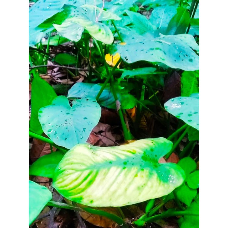 Homalomena Rubescens