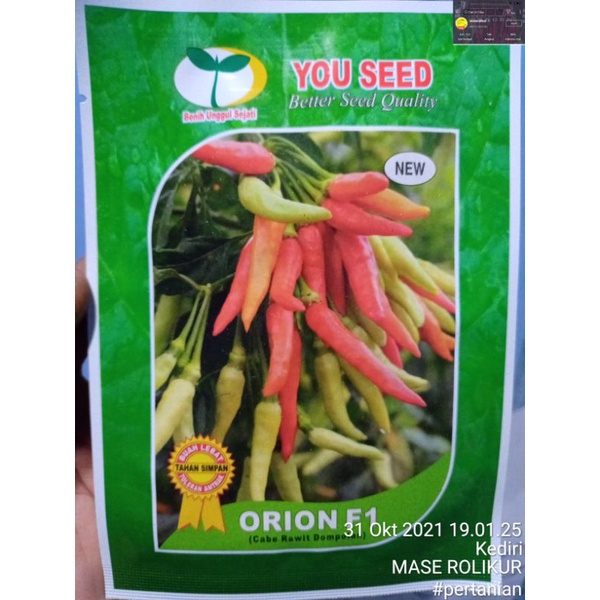 Benih Cabe Rawit ORION f1 isi 10g