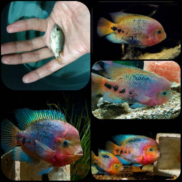 Ikan vieja synspilum untuk aquarium