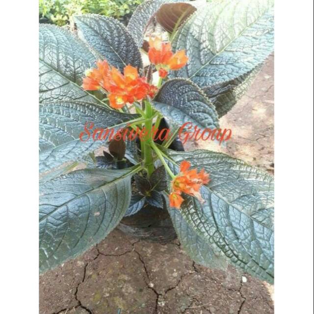 Tanaman Bunga Begonia Orange Shopee Indonesia