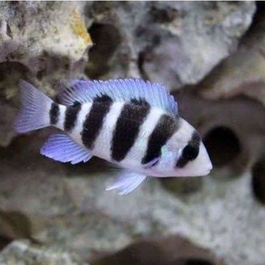 Ikan Cichlid Frontosa Burundi size uk 5cm