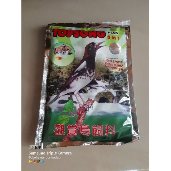 TOPSONG KUNING / Pakan burung topsong kuning / topsong kuning / Grobogan / Semarang