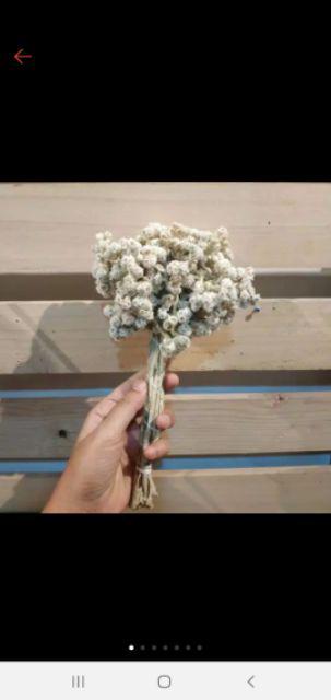 Custom Terrarium Ring Box