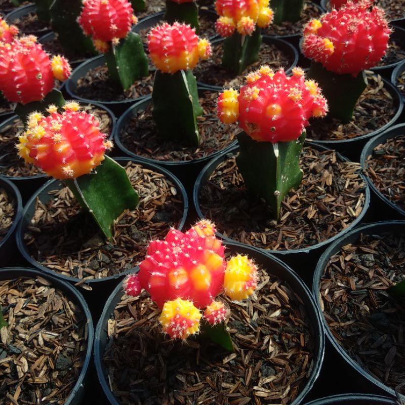 Gymnocalycium Orange Medium | D10cm