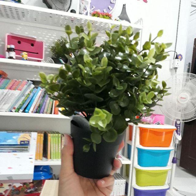 Fejka, Tanaman Tiruan Dalam Pot, Oregano, timi, Rosemary 9 Cm