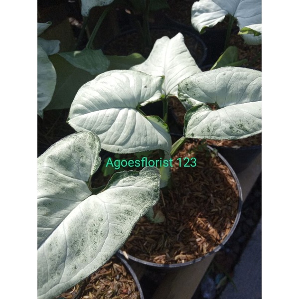 

syngonium tisu white