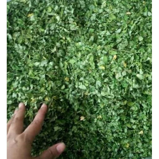 

Daun Kelor Kering 20 kg (Moringa Oleifera)