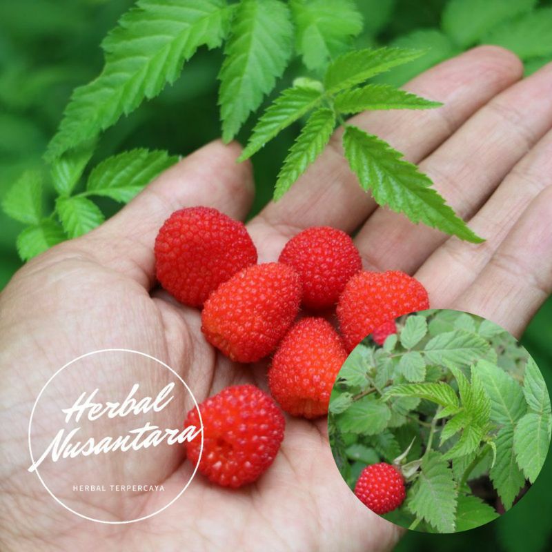 Bibit pohon arben/murbei super arben hutan buah merah langka