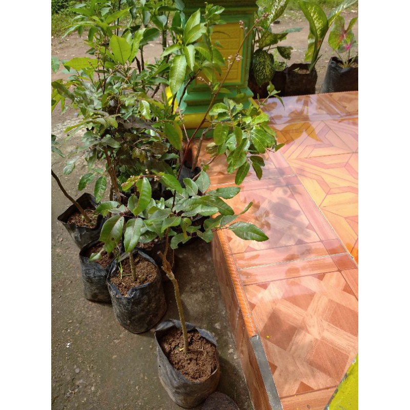 bibit kelengkeng merah berbunga