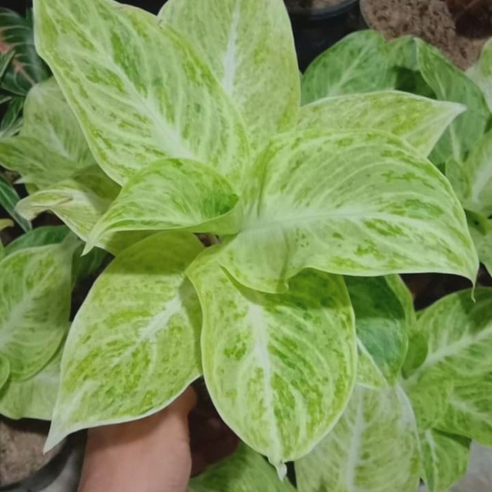 Bonggolan Aglonema SilverQueen